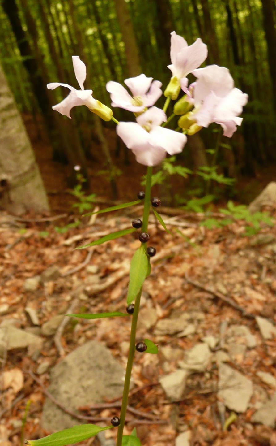 Cardamine bulbifera